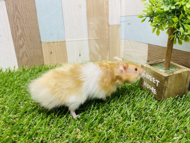 ゴールデンハムスター