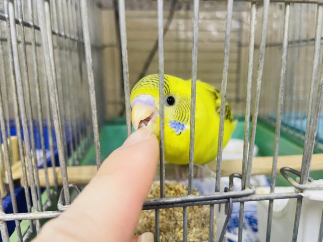 セキセイインコ