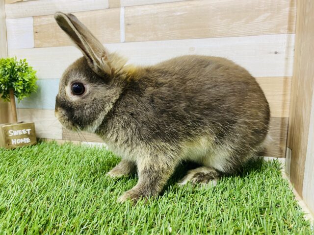 ネザーランドドワーフ