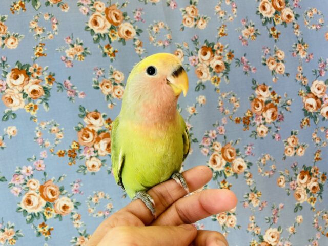 コザクラインコ（小桜インコ）