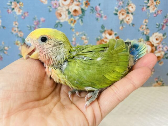 コザクラインコ（小桜インコ）