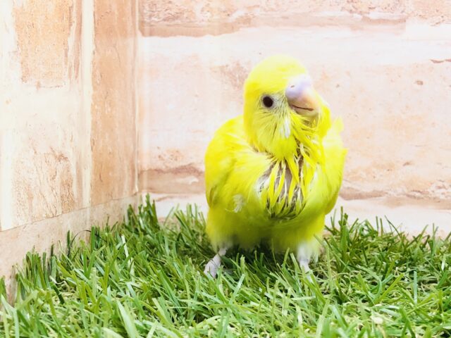 セキセイインコ