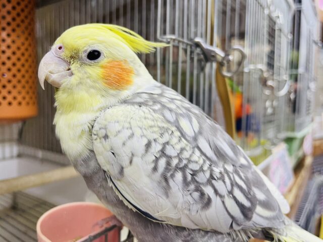 オカメインコ