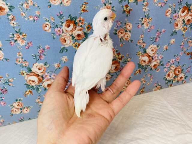 純白ホワイト❤︎人気の!ダブルファクターさん入舎です🤍🖤 セキセイインコ