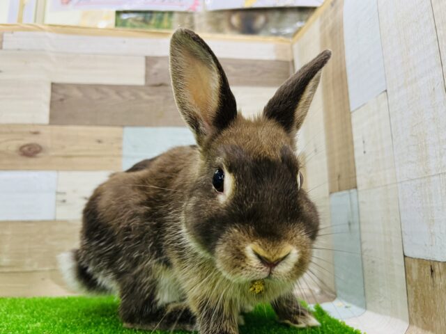 ネザーランドドワーフ