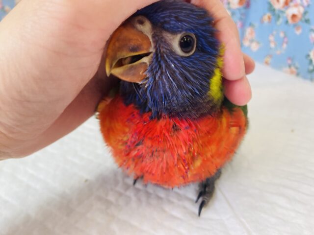 ゴシキセイガイインコ