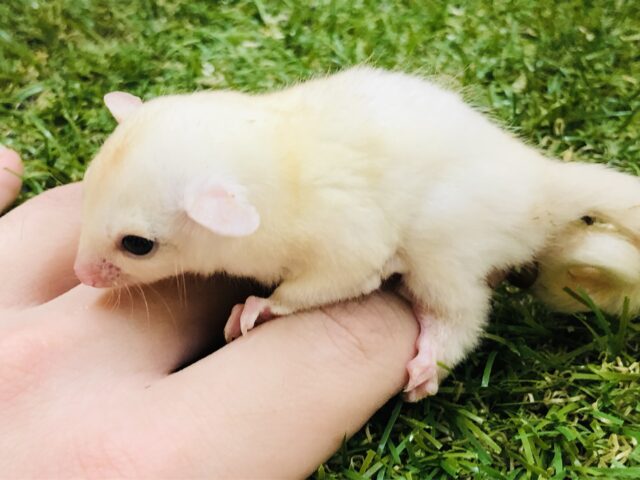 フクロモモンガ