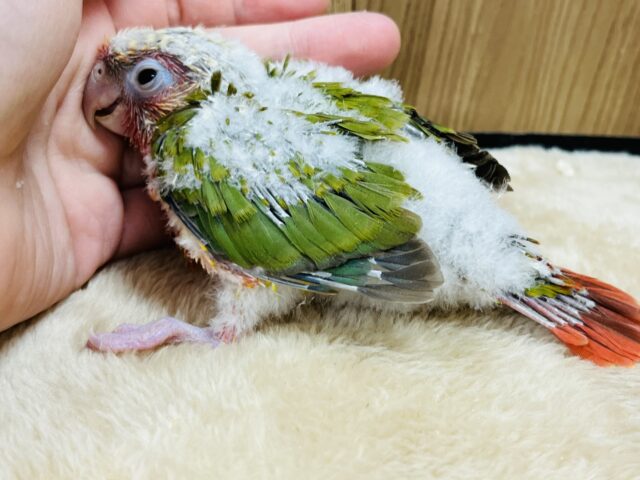ホオミドリウロコインコ