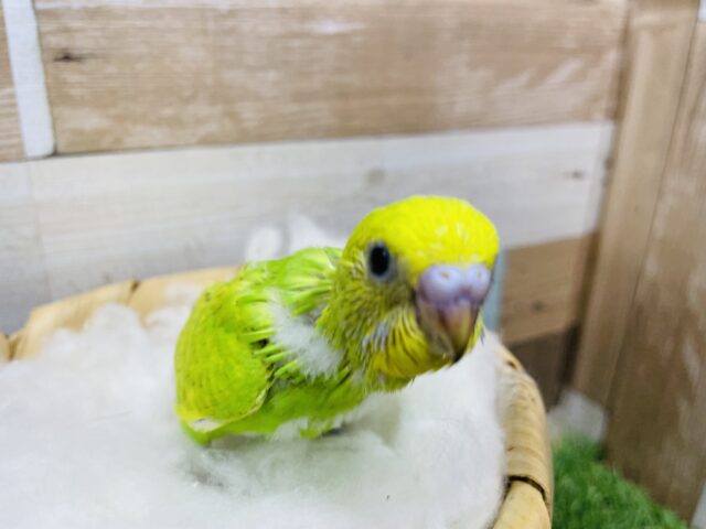 セキセイインコ