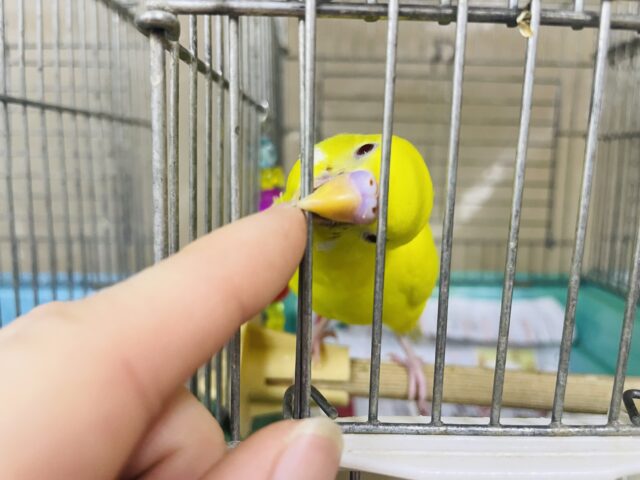 セキセイインコ