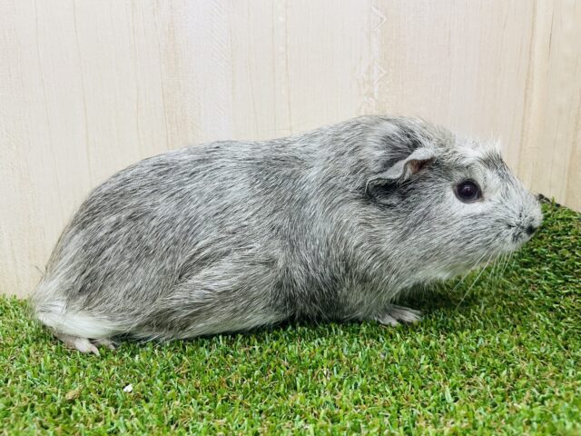 クレステッドモルモット