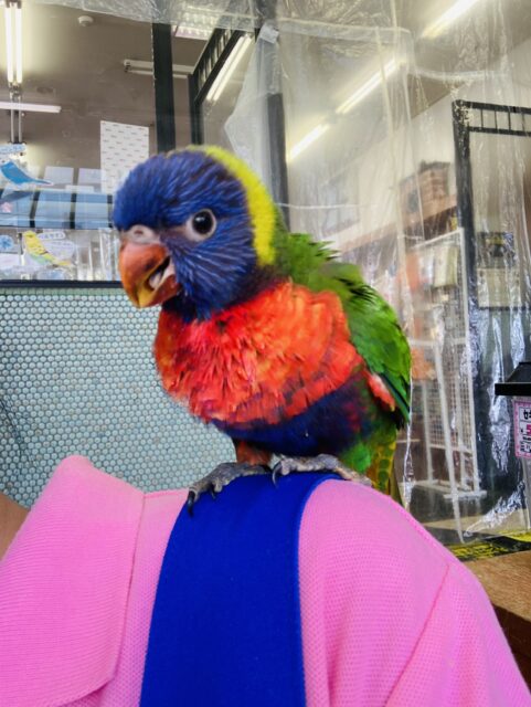 ゴシキセイガイインコ