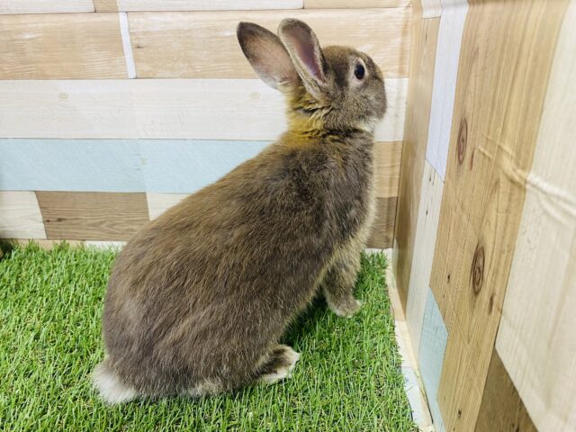 ネザーランドドワーフ