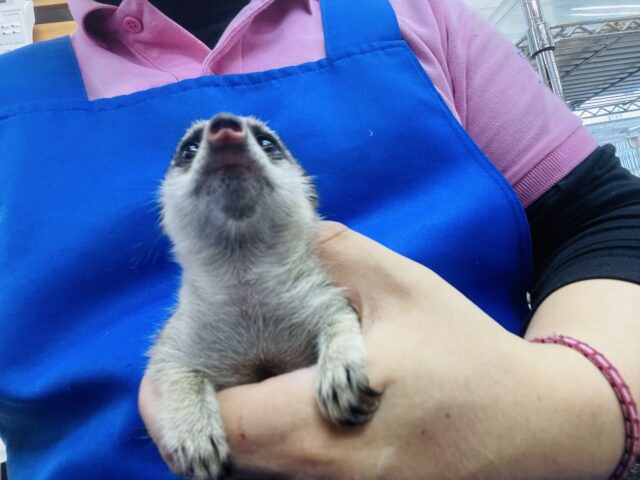 ミーアキャット