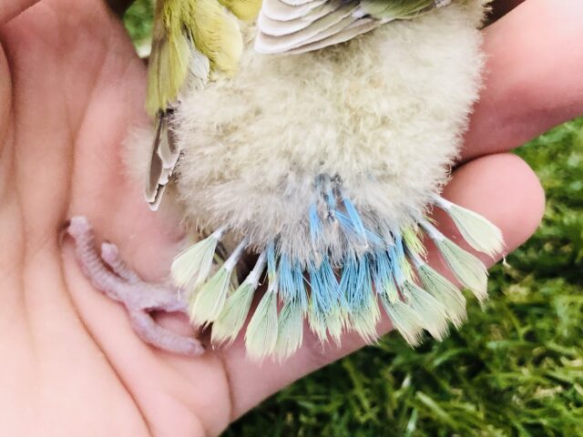 コザクラインコ（小桜インコ）