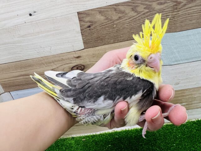 オカメインコ