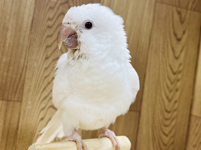 【動画更新🪄とってもお利口さん☆】天使みたい♡かわいすぎるオキナインコ(アルビノ)ヒナ オキナインコ