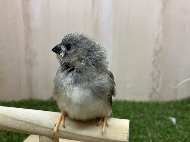 錦花鳥（キンカチョウ）