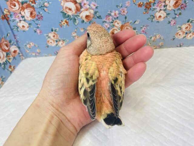 まったりおっとり🧡ローズ秋草インコさんです🧡 アキクサインコ(秋草インコ)