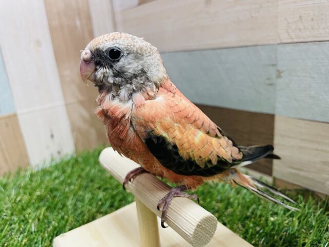 アキクサインコ（秋草インコ）