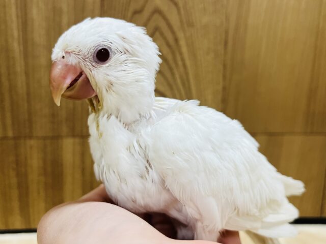 オキナインコ