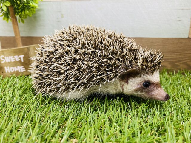 ハリネズミ（ヨツユビハリネズミ）