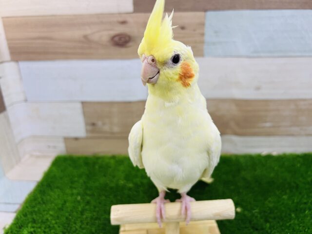 オカメインコ