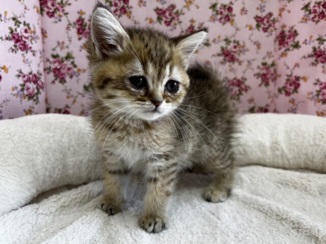 きゅん❤️なミヌエットちゃんいますよ✨️ ミヌエット