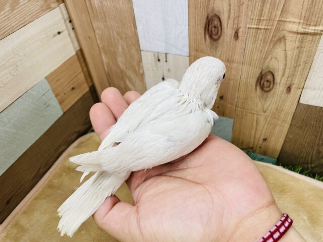 オキナインコ