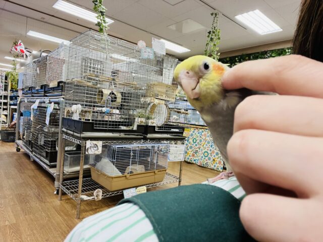 オカメインコ