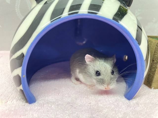 ロボロフスキーハムスター