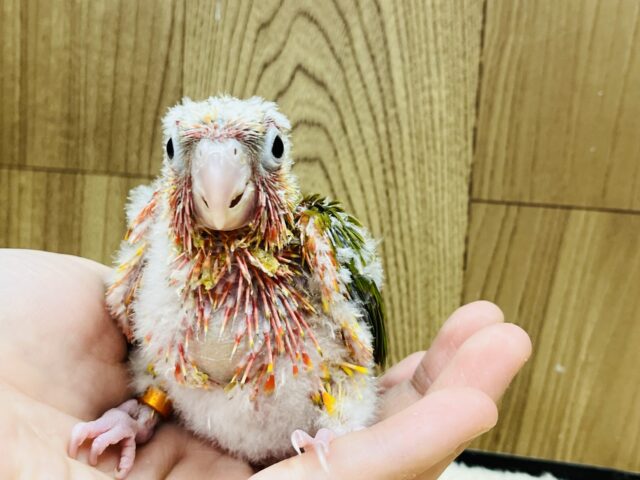 ホオミドリウロコインコ
