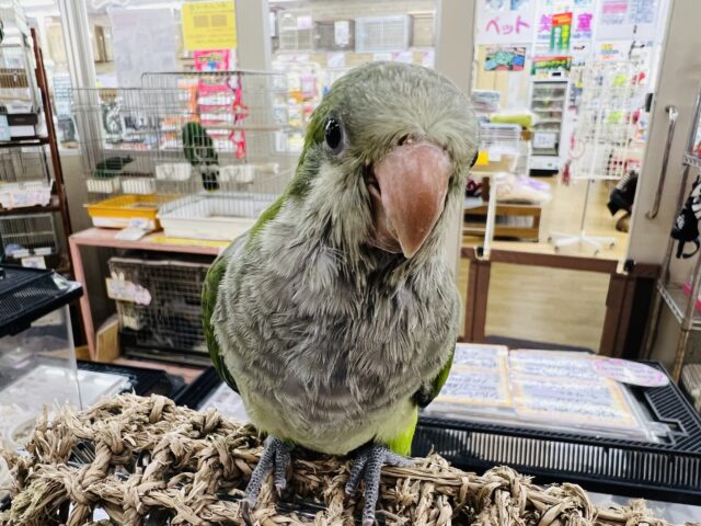 オキナインコ