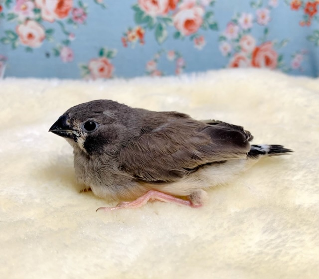 錦花鳥（キンカチョウ）