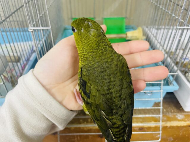 サザナミインコ