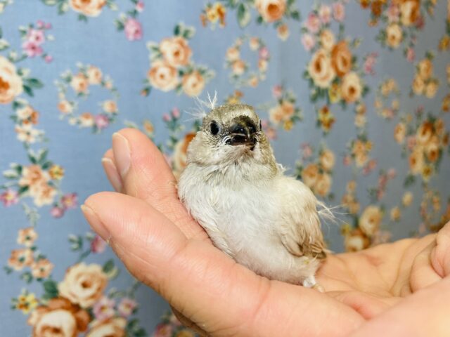 手乗りキンカチョウさん(シルバー)入舎です❤︎ 錦花鳥(キンカチョウ)