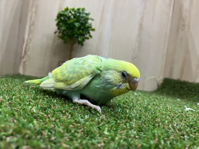 セキセイインコ