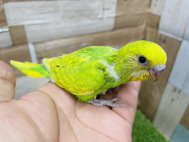 セキセイインコ