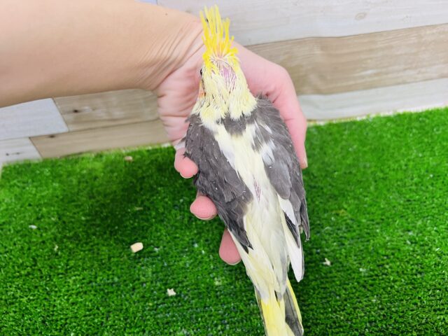 オカメインコ