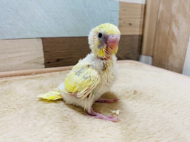 セキセイインコ