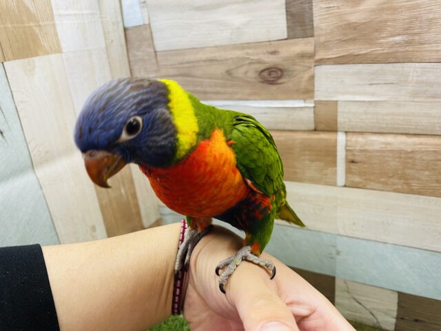 ゴシキセイガイインコ