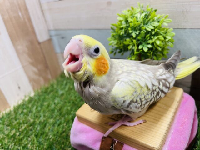 オカメインコ