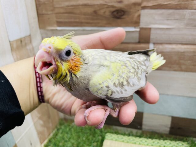 オカメインコ