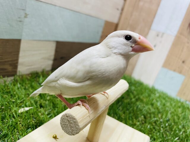 シルバー文鳥