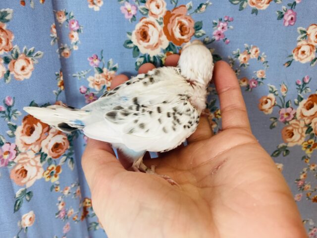 大きくなってもクリクリおめめだよ❤︎セキセイインコ(ハルクイン)❤︎ セキセイインコ