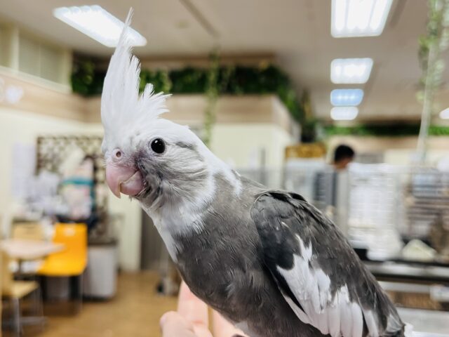 オカメインコ