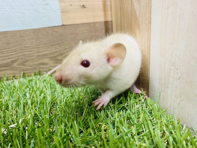 ファンシーラット