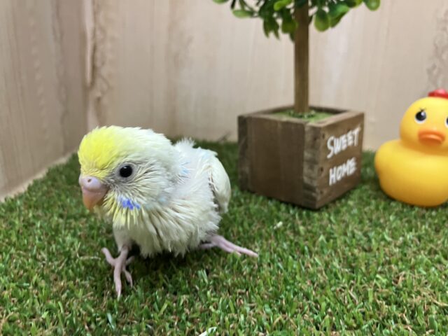 セキセイインコ