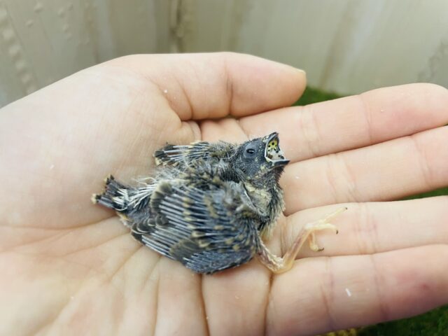 錦花鳥（キンカチョウ）