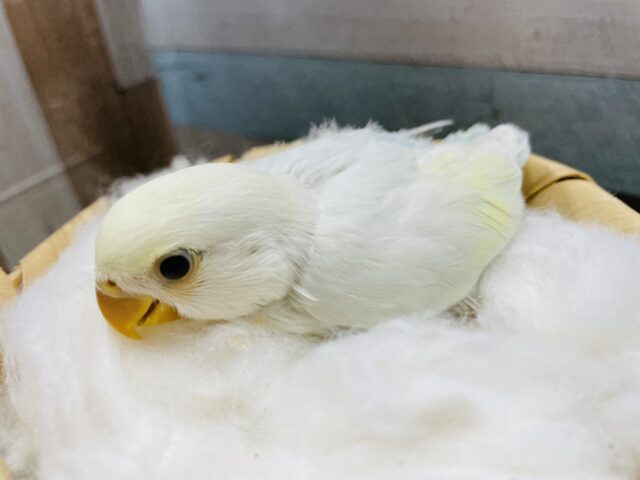 コザクラインコ（小桜インコ）